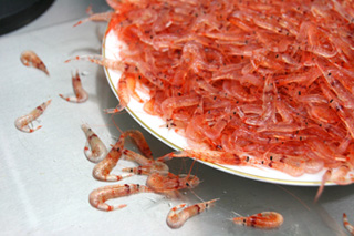 生きのいい桜えび